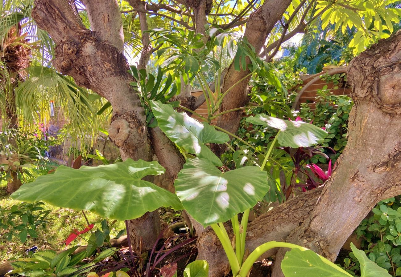 Lush garden