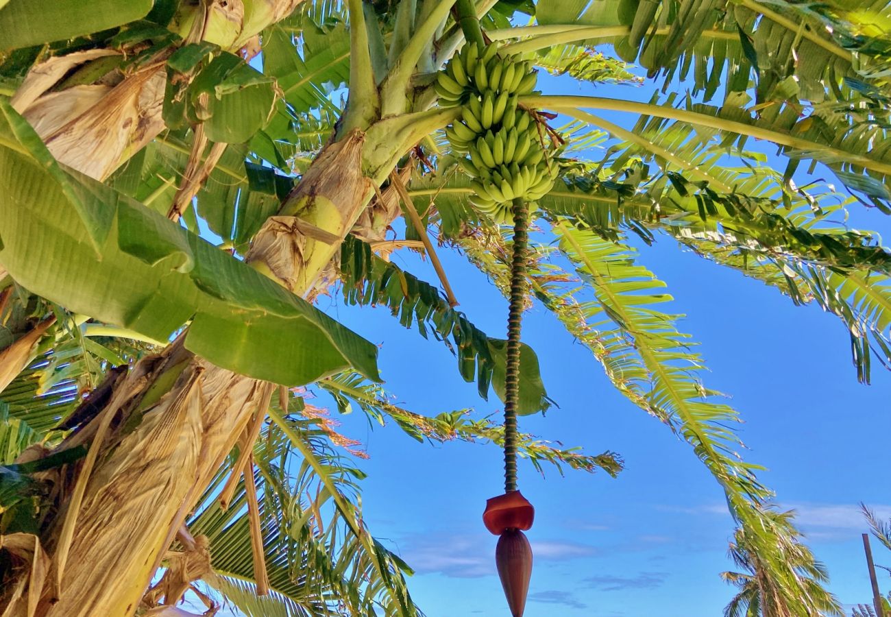 Jardin avec espèces tropicales